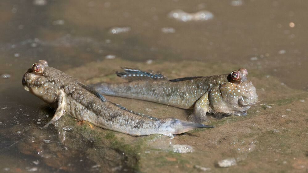 Imagem do Mudskipper